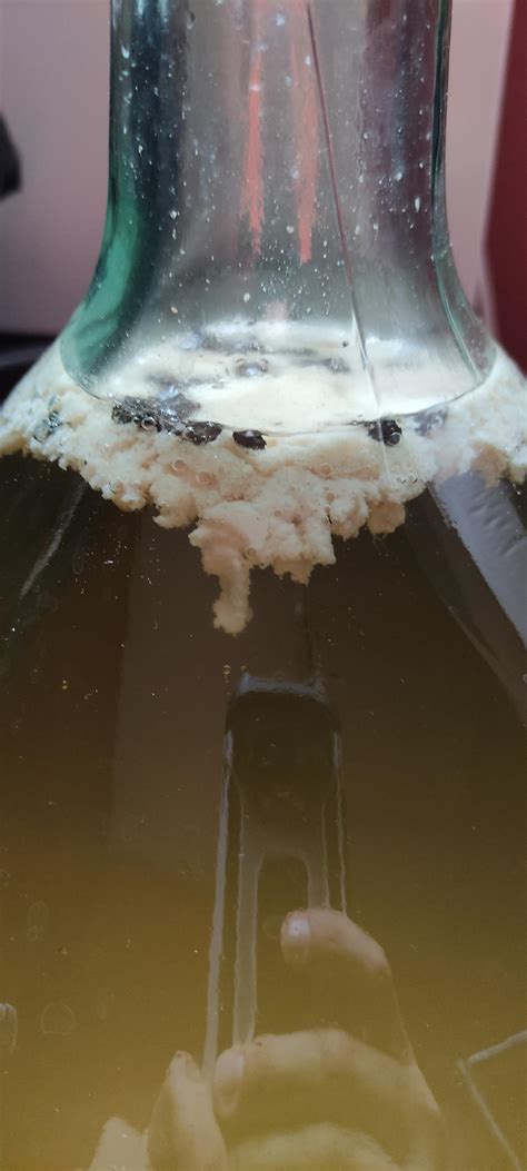 Something weird happened overnight : r/winemaking