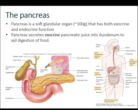 Pancreatic Exocrine Secretion Flashcards Quizlet