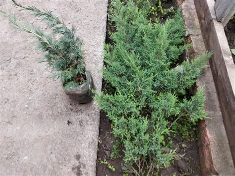 Девчата, тётя продаёт кустики можжевельника,(рассада) сорта и цены ...