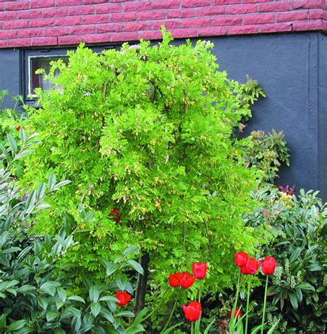 Hängkaragan Caragana arborescens Pendula Sveriges Trädgårdsmästare