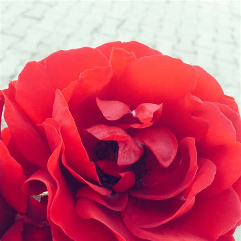 Free Images : flower, petal, red, pink, floribunda, macro photography ...