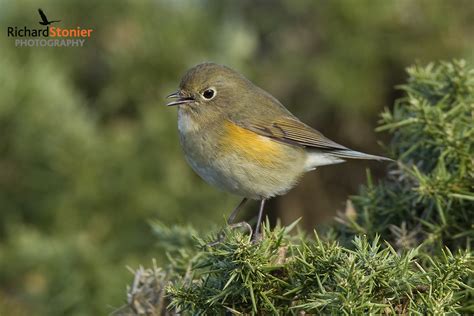 Red Flanked Bluetail - Birds Online | Website of photographer Richard ...