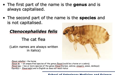 Fleas Flashcards Quizlet