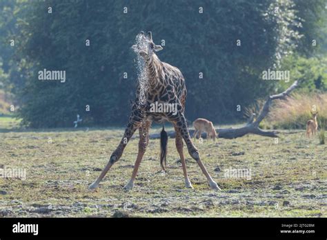 Zambia Parque Nacional Luangwa Del Sur Bebida DE Jirafa De