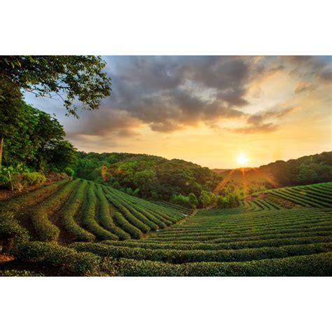 Millwood Pines Tea Plantation By Nicholashan Wrapped Canvas