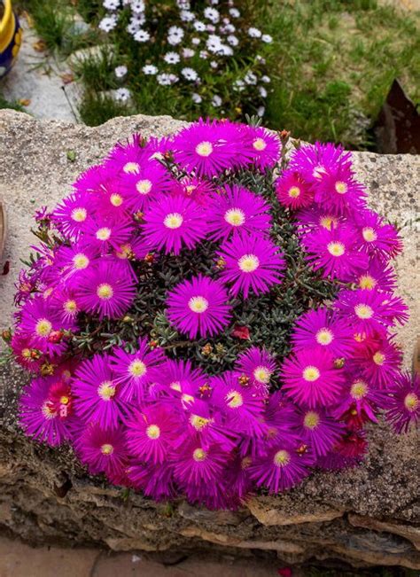 17 Stunning Succulents With Purple Flowers Balcony Garden Web