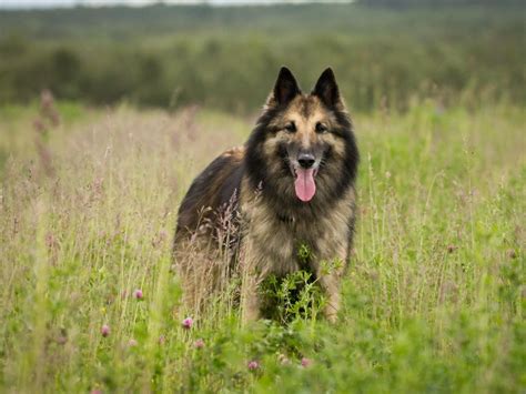 Pastor Belga Todo Lo Que Debe Saber Sobre Este Perro Revista Ven