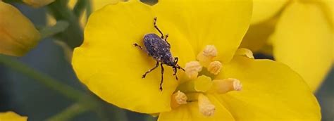 Cabbage Seedpod Weevil Canola Encyclopedia