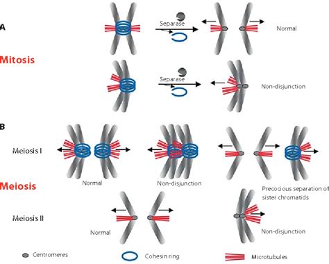 [PDF] Sister Chromatid Cohesion Control and Aneuploidy | Semantic Scholar