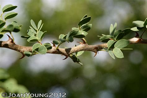 Natures World Of Wonder Black Thorn Acacia Mellifera