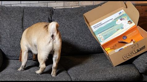 Какво има в майският dogin'BOX на Гришо? И защо Ицака е патка? - YouTube
