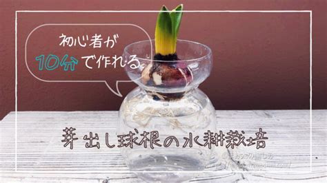 初心者が10分で作れるヒヤシンスの芽出し球根で水耕栽培 まお太の愉しみ