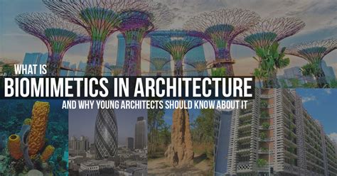 What Is Biomimetic Architecture And Why Young Architects Should Know