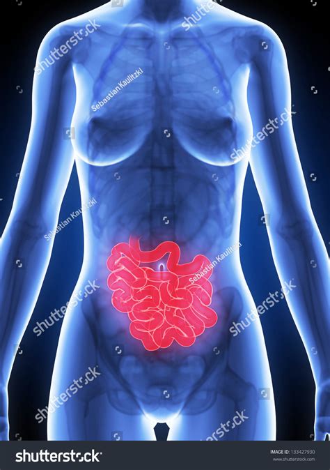 D Rendered Illustration Of The Female Anatomy Intestine