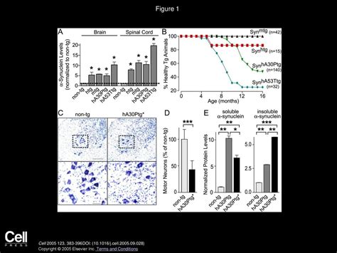 α Synuclein Cooperates with CSPα in Preventing Neurodegeneration ppt