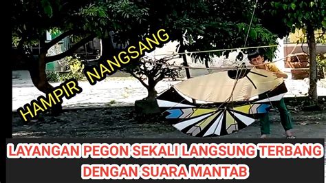 news layangan gapangan pegon  petek langsung terbang youtube