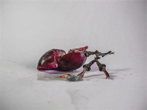 Nude Origin Of Wine Behance