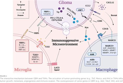 Figure 1 From Targeting Tumor Associated Macrophages For The