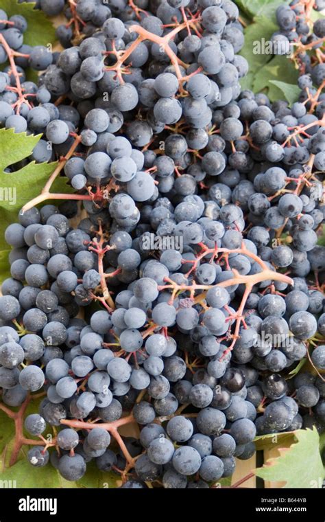 Nebbiolo grapes hi-res stock photography and images - Alamy