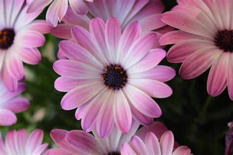 Bildet : natur, blomstre, anlegg, petal, Tusenfryd, vill, makro, flora ...