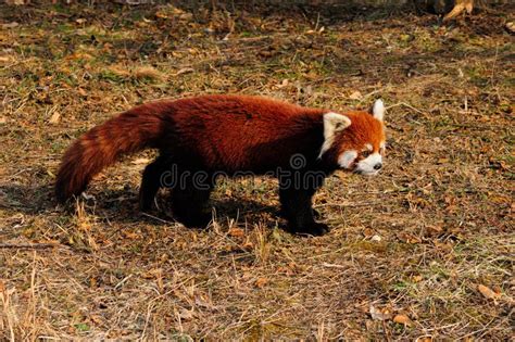 Panda Minore Immagine Stock Immagine Di Allegato Rosso 48877275