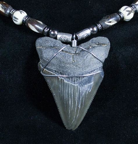 Inch Megalodon Tooth Necklace For Sale Fossilera