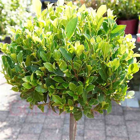 Ficus Standard Emerald 25cm Feature Plant Garden World