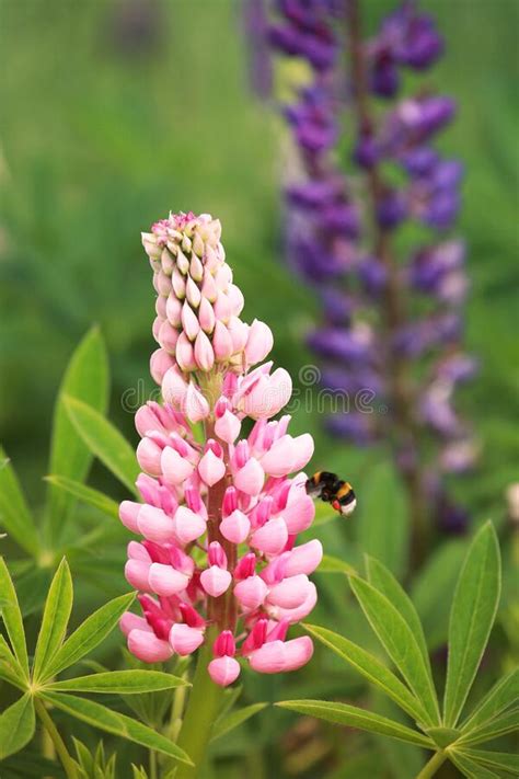 Rose Pink And Purple Lupines Flower Lupinus Perennis Stock Image