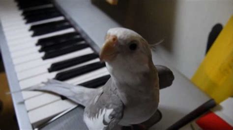 Cockatiel Whistling ‘Totoro’ Is All You Need Today for A Smile