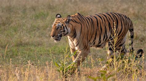 Tiger completes 'longest walk ever' across India | World News | Sky News