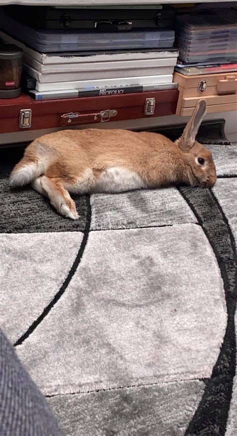 Bentley Takes Comfort” To A Whole Other Level Rrabbits