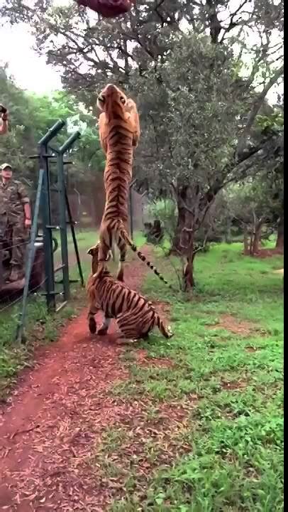 Tigre Salta Hacia Su Presa Camara Lenta Tiger Jumps Prey Slow