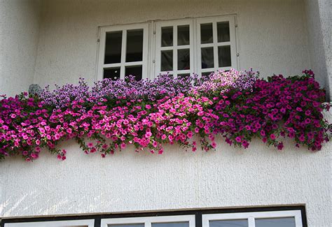 Izbor Cveća Za Terase I Balkone PraktiČno BaŠtovanstvo