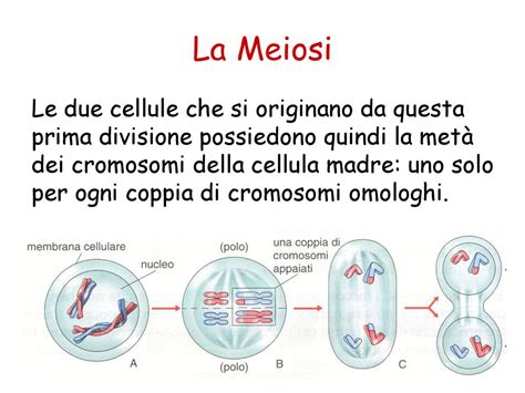 La Scienza Dellereditariet Ppt Scaricare