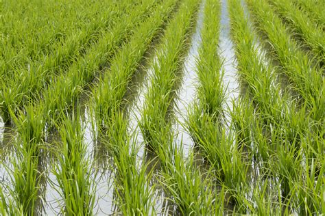 Planta O De Arroz Tudo Sobre O Cultivo E Cuidados Necess Rios Green