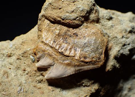 HEXANCHUS NOTORYNCHUS COW SHARK FOSSIL TEETH