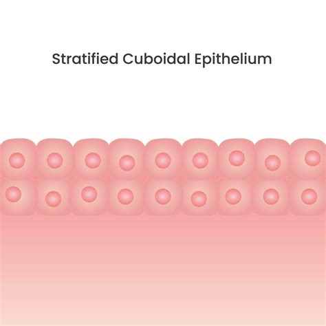 Stratified cuboidal epithelium cell vector background illustration ...