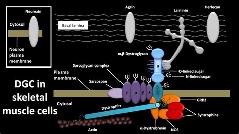 Dystrophin Glycoprotein Complex Or Dgc In Skeletal Muscle Cells Youtube