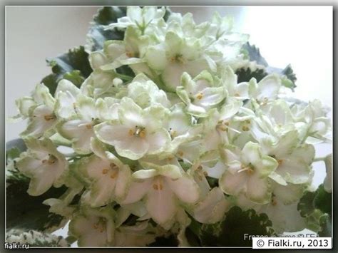 Lime Jewel (Sorano), Dumpling (Swift), Golden Fountain (Sorano) и ...
