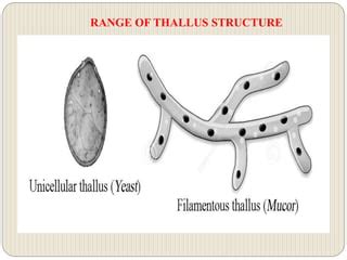 Fungi- Cell Wall & Thallus Structure.pdf