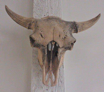 The Story of the Bison Skull | Odd Society Spirits