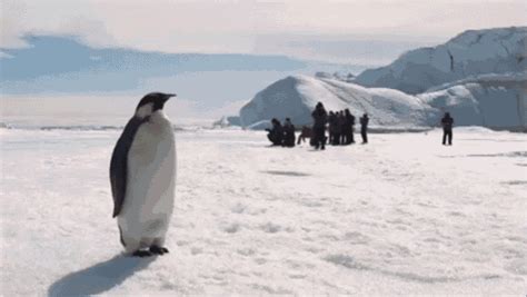 Look Over There! Now Over There! GIF - Penguin Stretch Antarctic ...