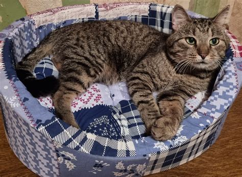 Барсик 15 лет - Мичико