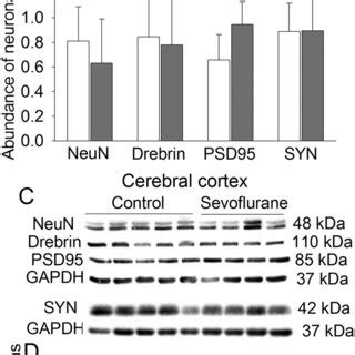 Neuron Specific Protein Expression After Sevoflurane Exposure Six Day