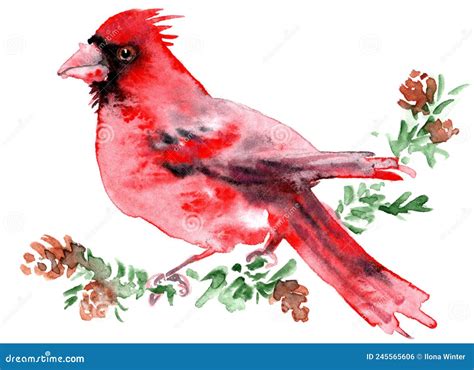 Watercolor Red Northern Cardinal Bird Painting Stock Illustration