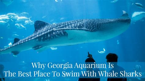 Georgia Aquarium Whale Shark Dive Review - Aquarium Views