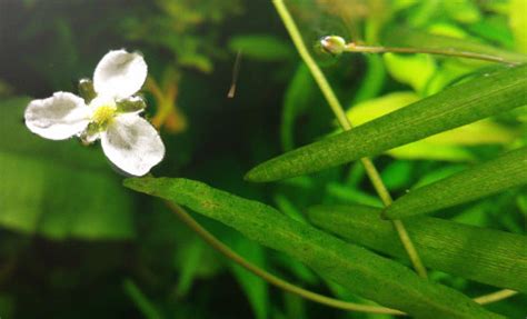 Vallisneria Flower