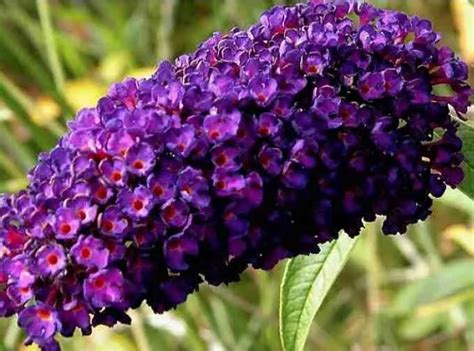 Buddleja Black Knight Plants For Spaces