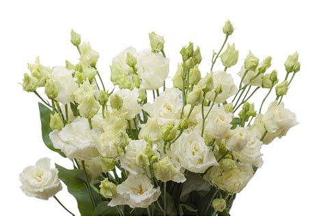 Lizantes Alissa White - pērciet Rīgā vietnē FlowerShop.lv