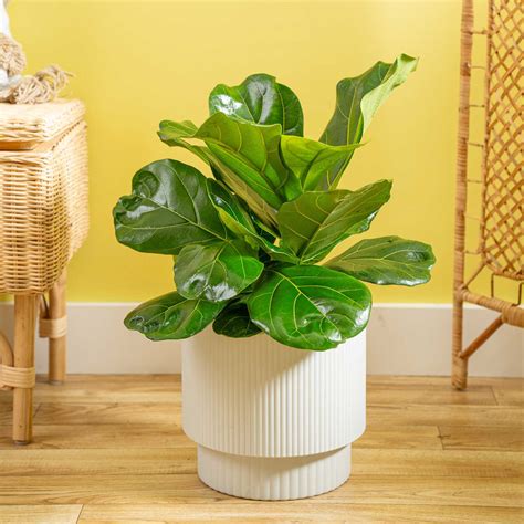 Costa Farms Indoor Fiddle Leaf Ficus Lyrata Bush House Plant In 10 Inch